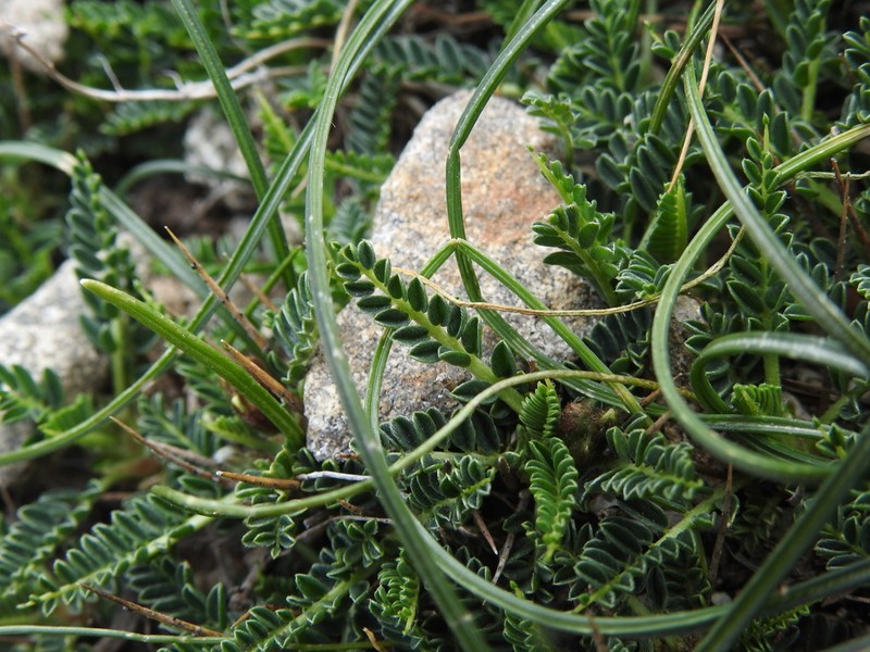 Astragalus greuteri photo 2