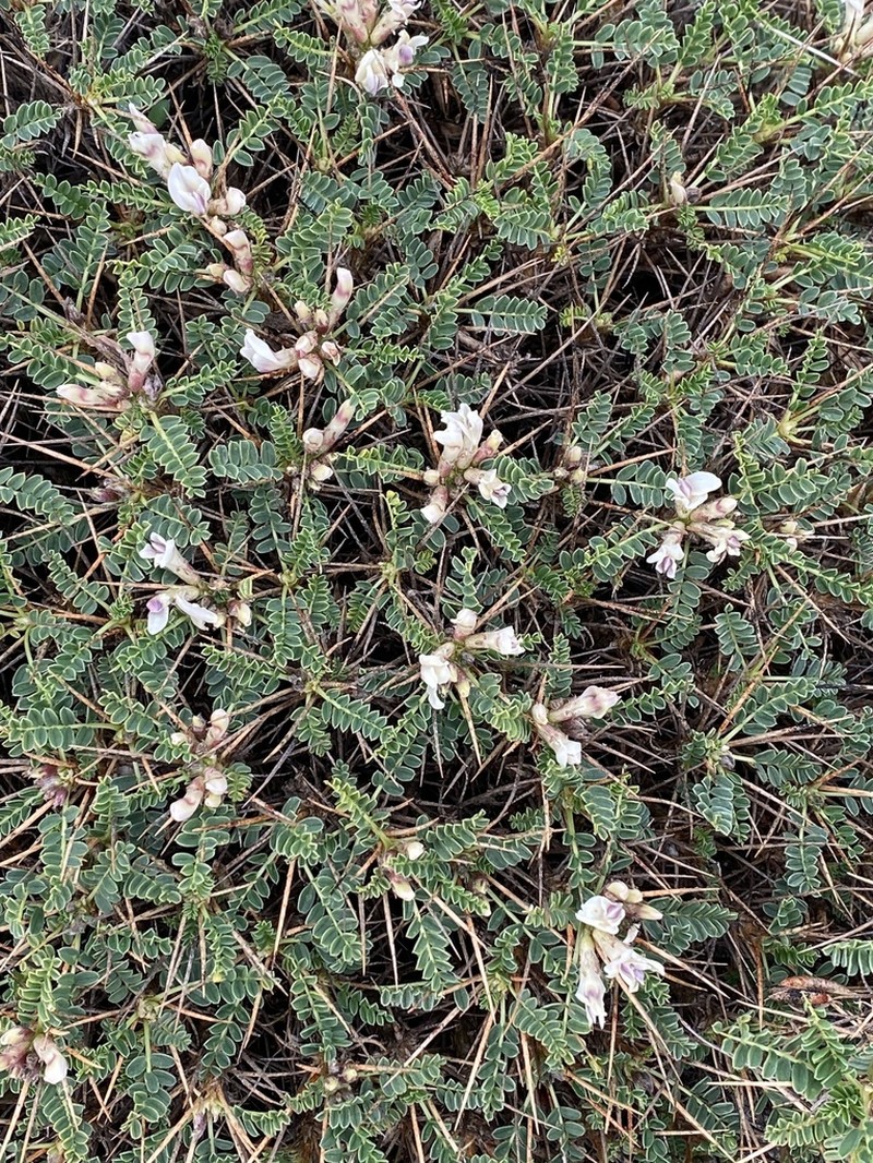 Astragalus greuteri photo 3