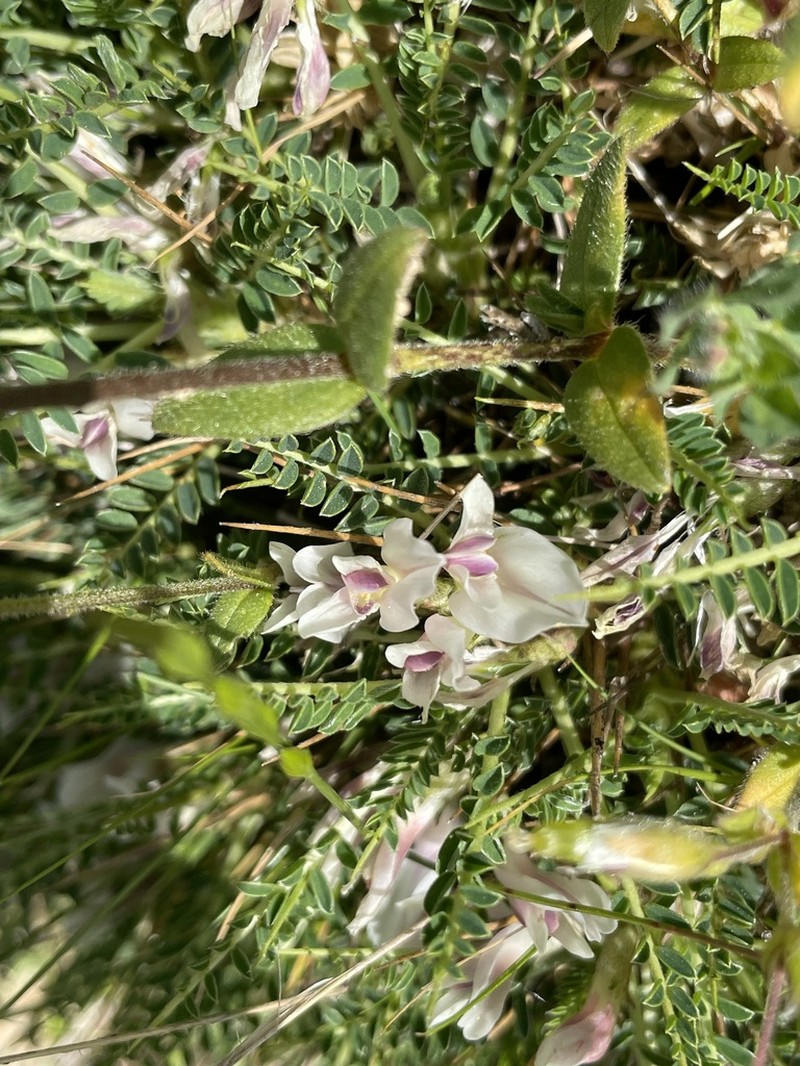 Astragalus greuteri photo 4