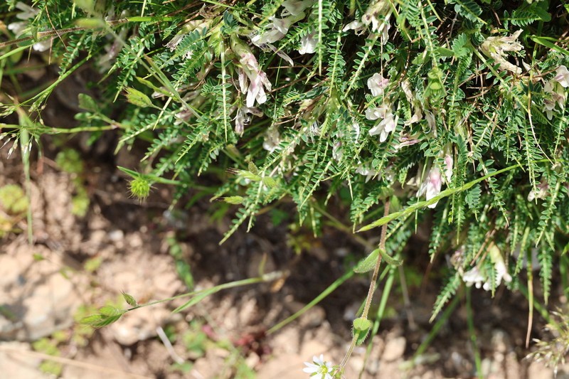 Astragalus greuteri photo 5