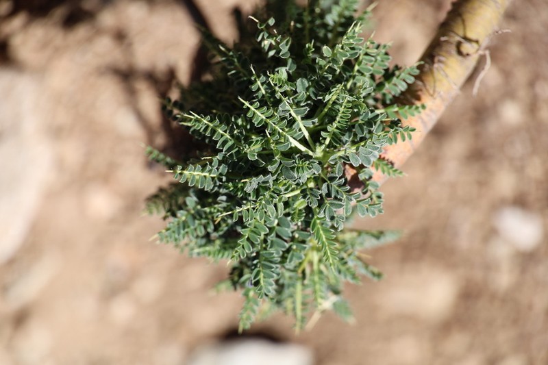 Astragalus greuteri photo 6