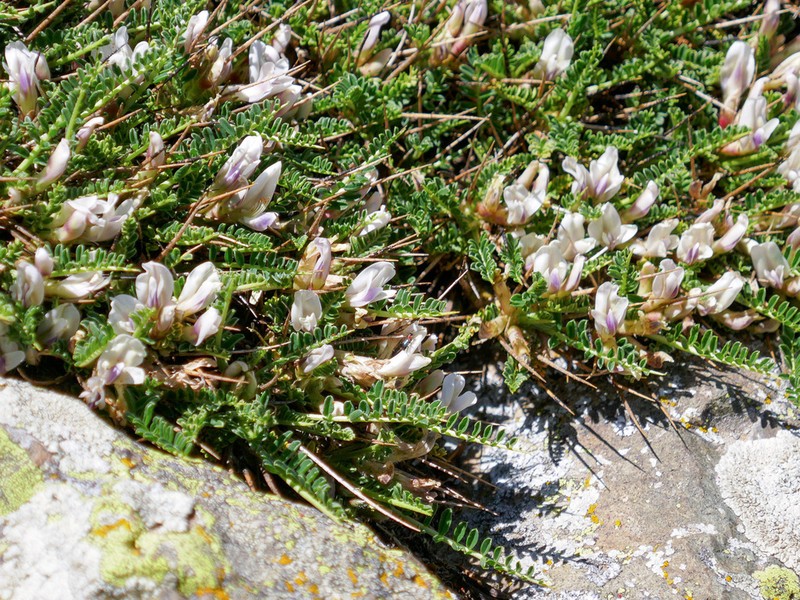 Astragalus greuteri photo 7