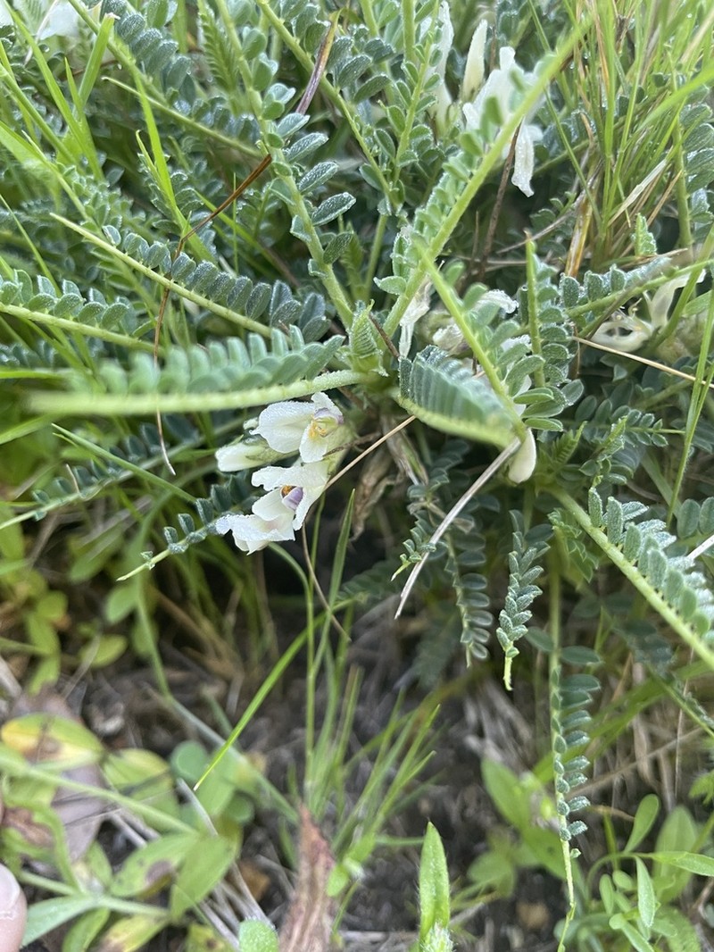 Astragalus greuteri photo 8