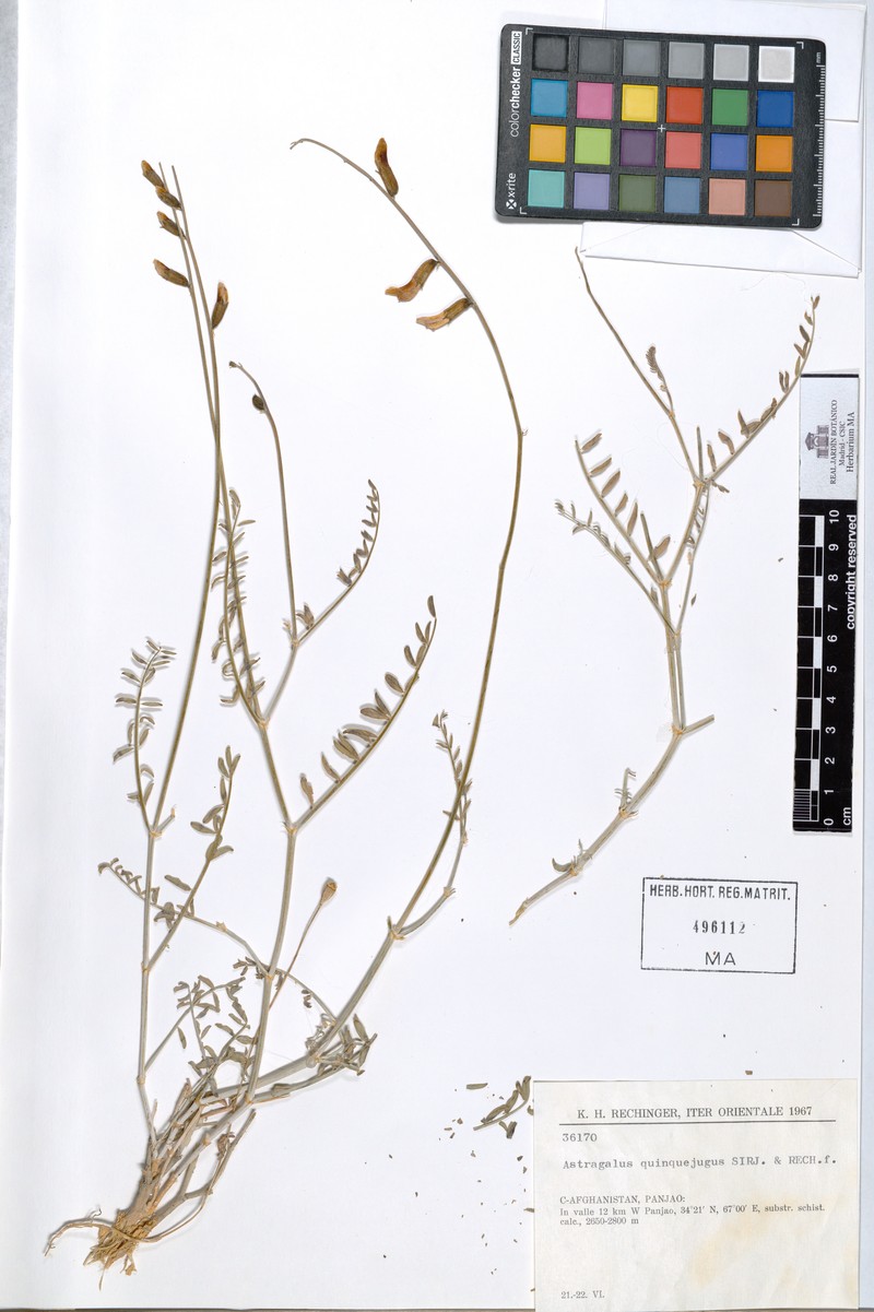Astragalus griffithii