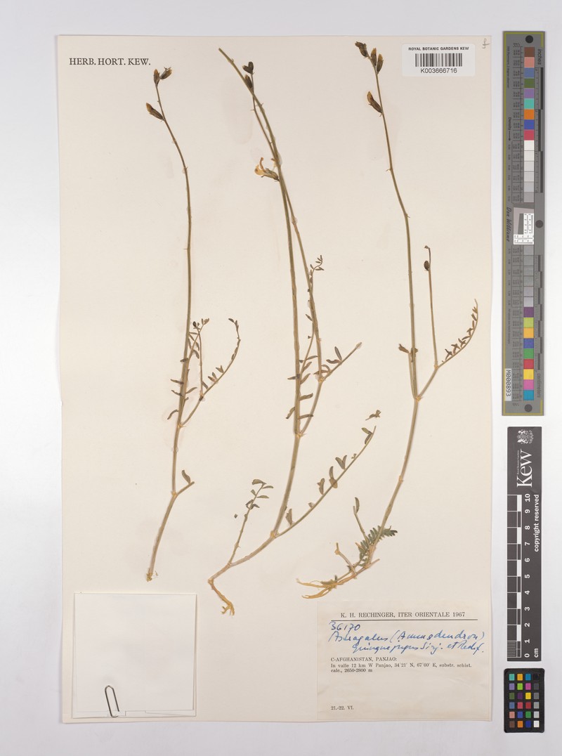 Astragalus griffithii photo 2