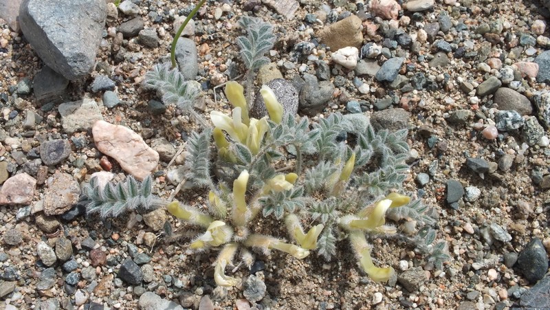 Astragalus grubovii