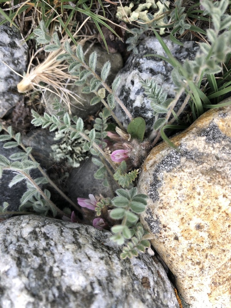 Astragalus grubovii photo 2