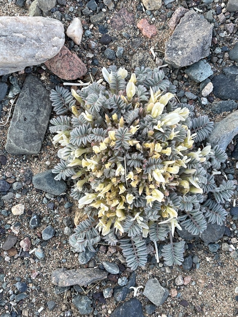 Astragalus grubovii photo 3