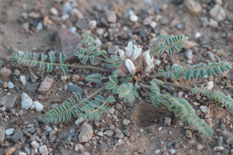 Astragalus grubovii photo 4