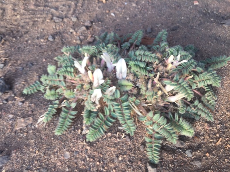 Astragalus grubovii photo 5