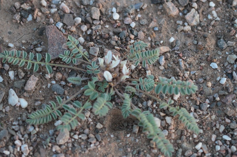 Astragalus grubovii photo 6