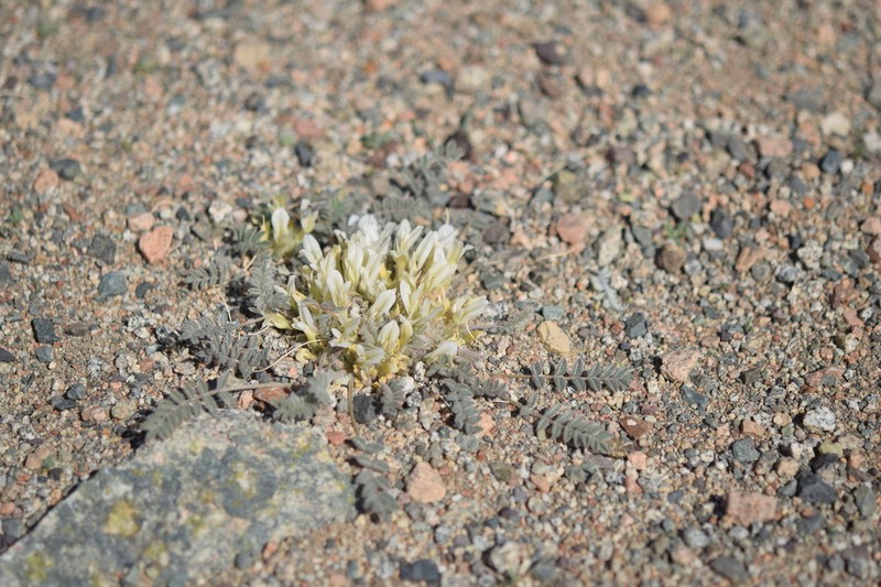 Astragalus grubovii photo 7