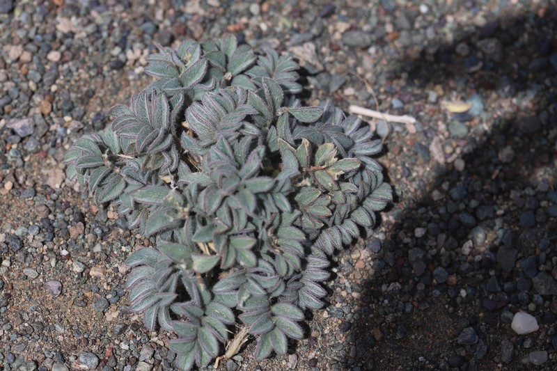 Astragalus grubovii photo 8