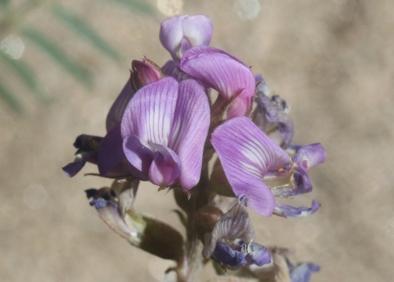 Astragalus gruinus