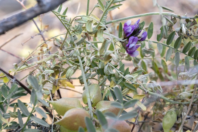 Astragalus gruinus photo 2