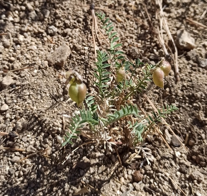 Astragalus gruinus photo 3