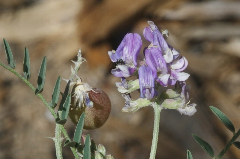 Astragalus gruinus photo 4