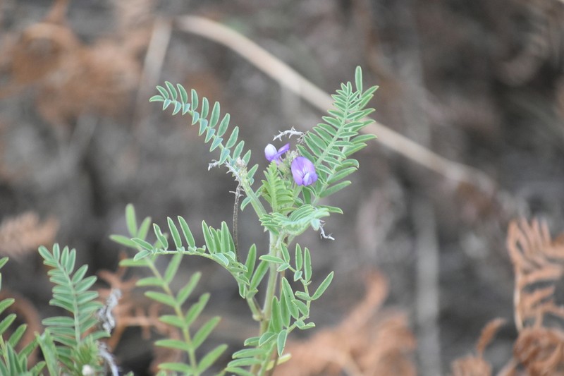 Astragalus gruinus photo 5