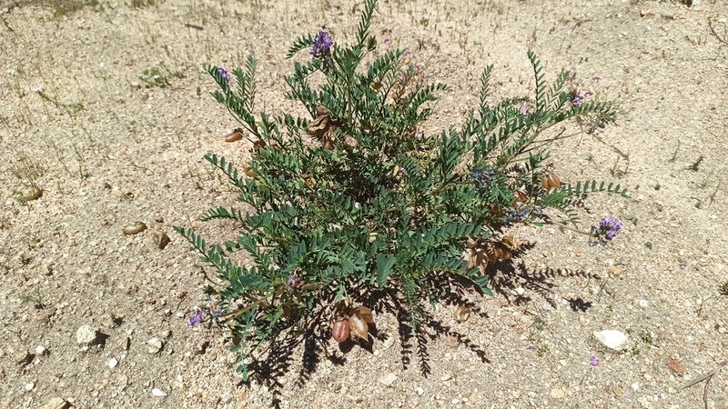 Astragalus gruinus photo 6