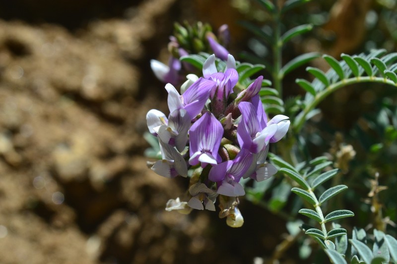 Astragalus gruinus photo 7