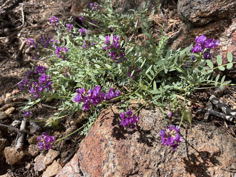 Astragalus gruinus photo 8