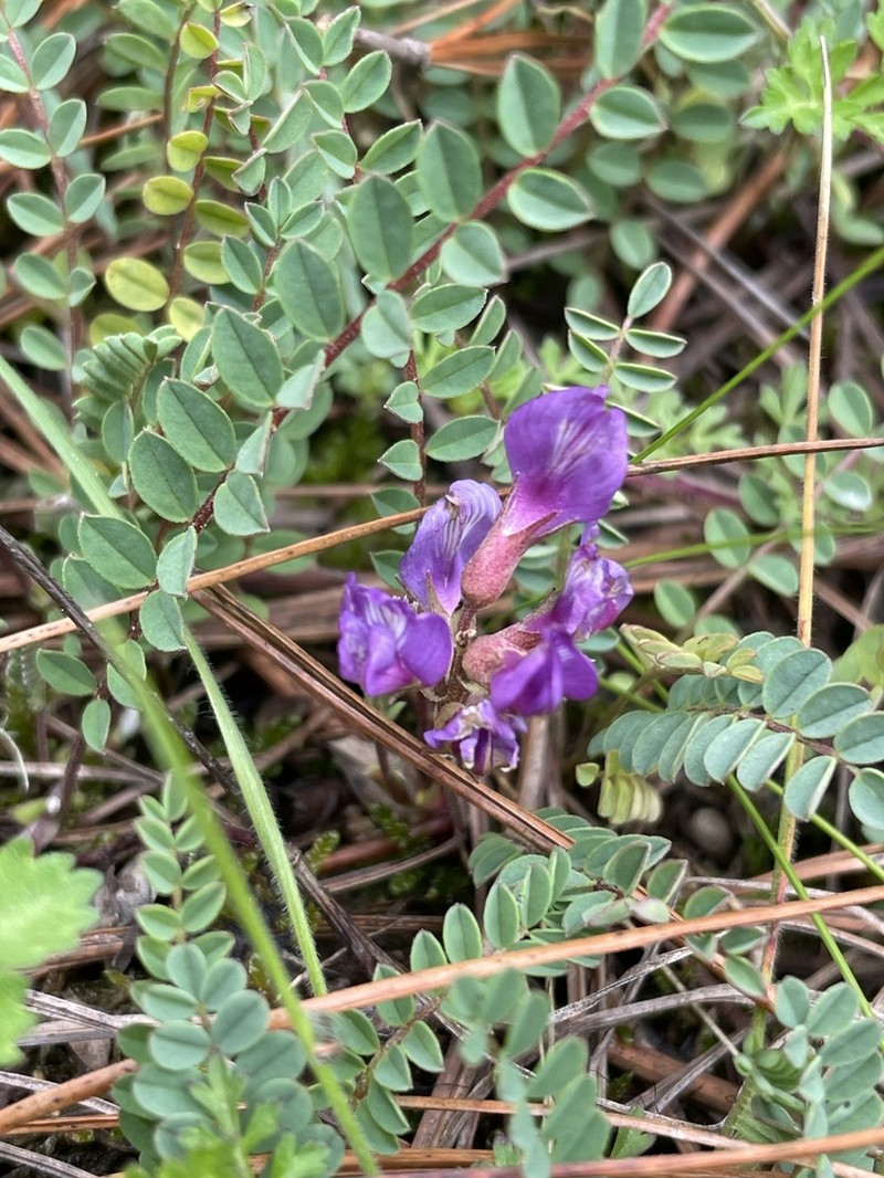 Astragalus guatemalensis photo 2