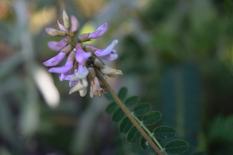 Astragalus guatemalensis photo 3
