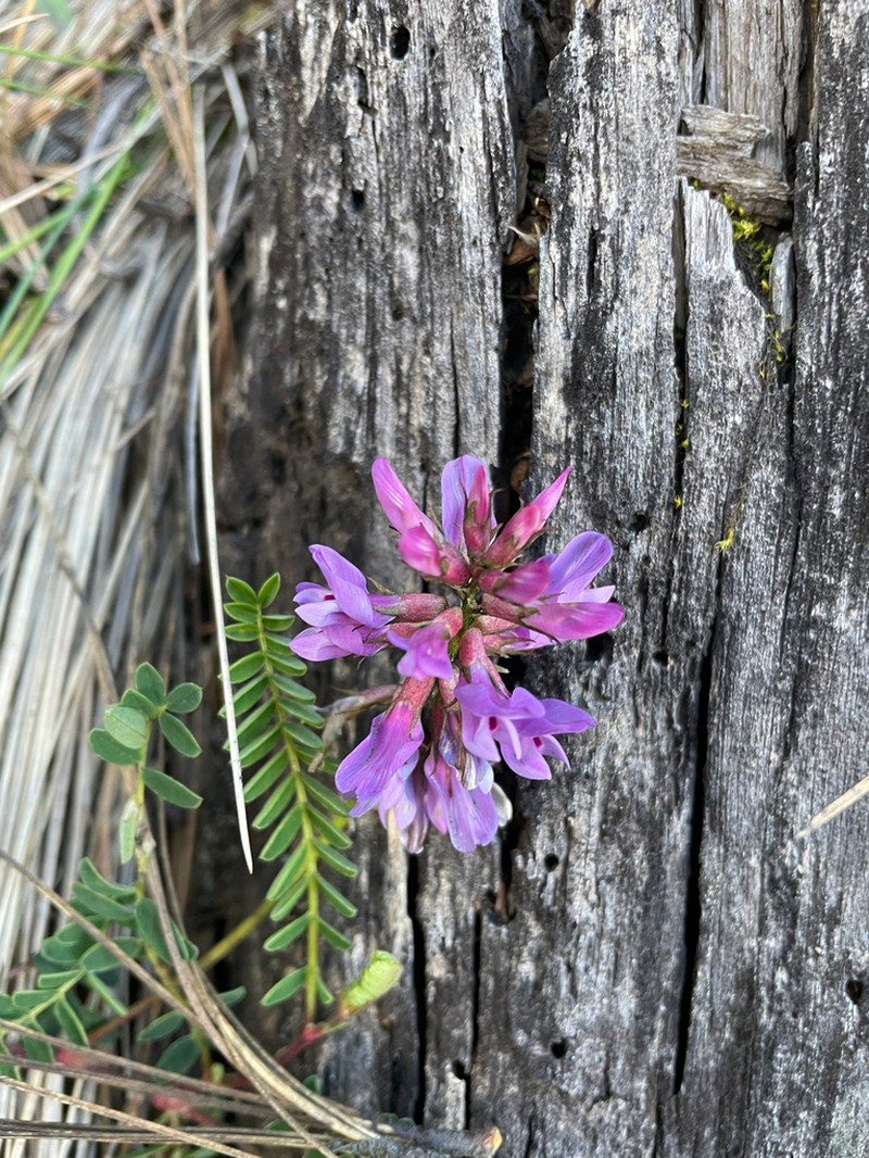 Astragalus guatemalensis photo 4