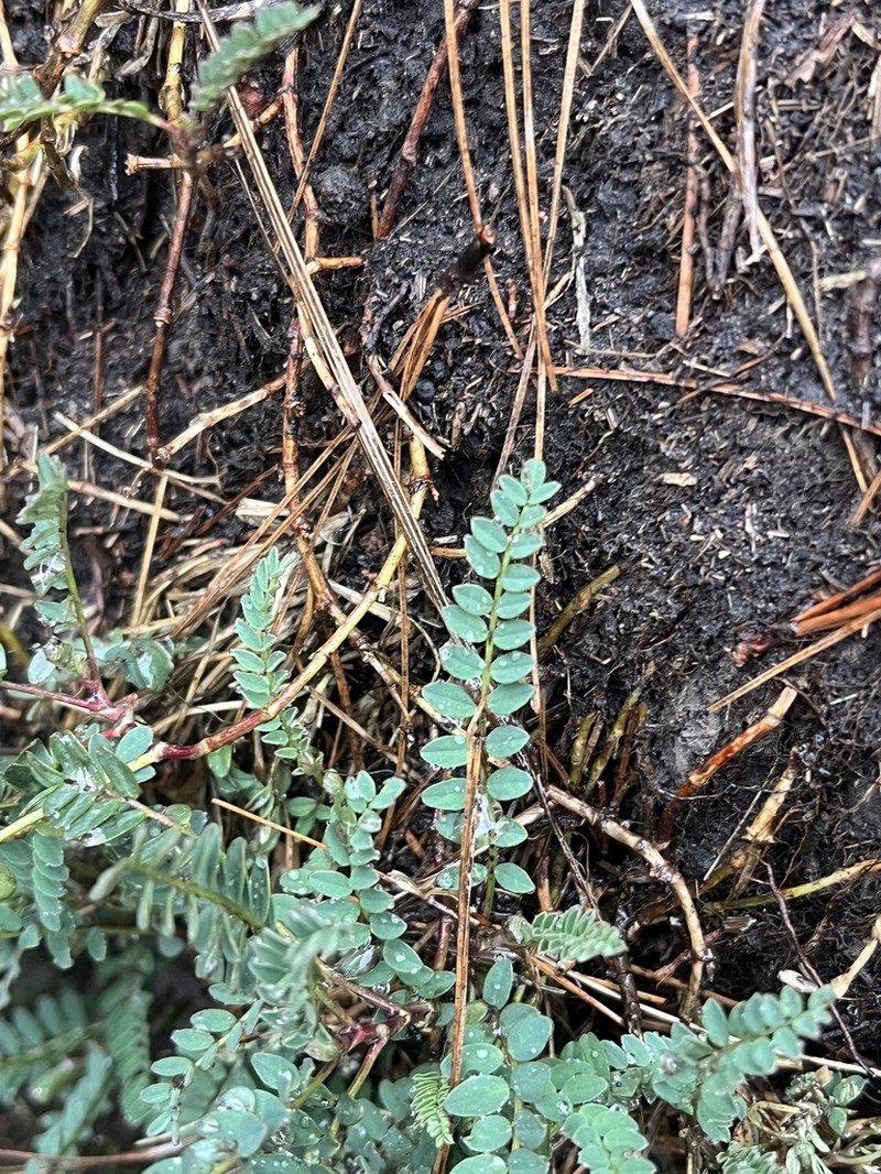Astragalus guatemalensis photo 5