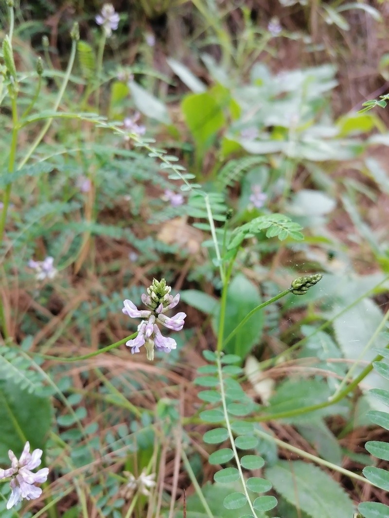 Astragalus guatemalensis photo 6