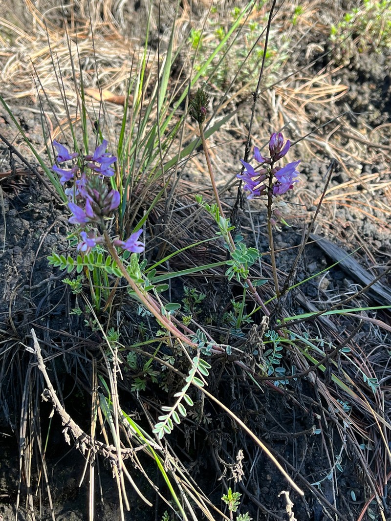 Astragalus guatemalensis photo 7
