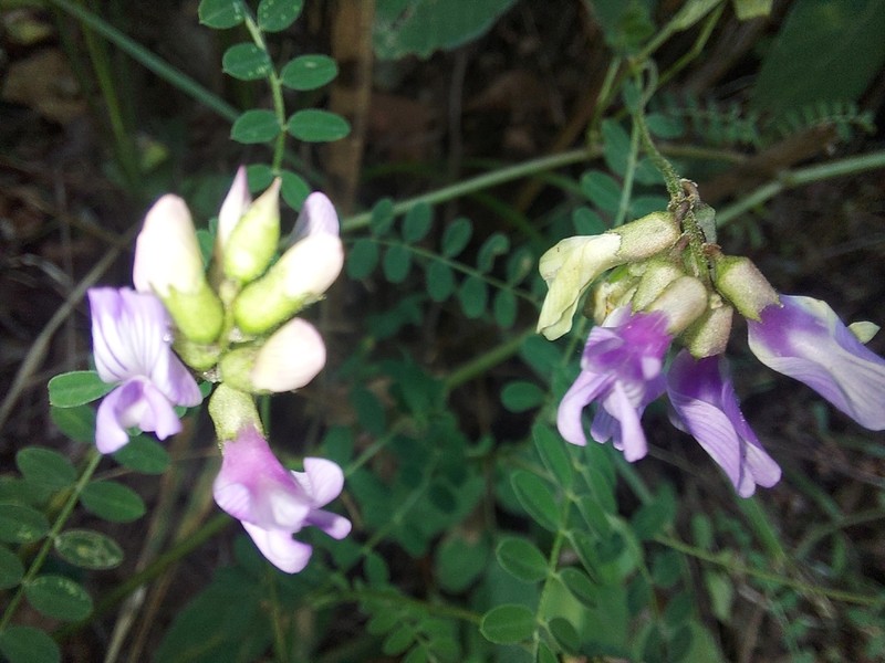 Astragalus guatemalensis photo 8