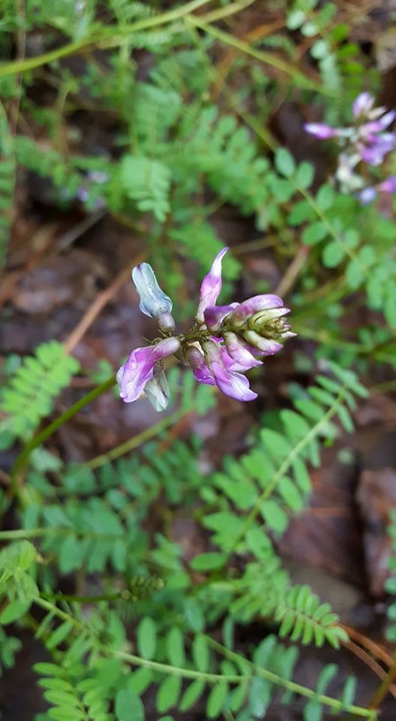 Astragalus guatemalensis var. guatemalensis