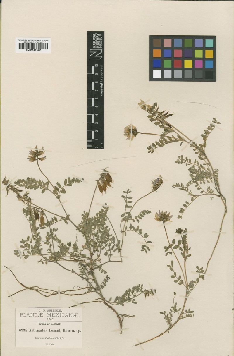 Astragalus guatemalensis var. lozani