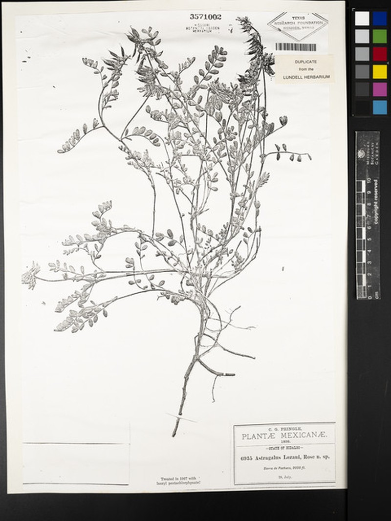 Astragalus guatemalensis var. lozani photo 2