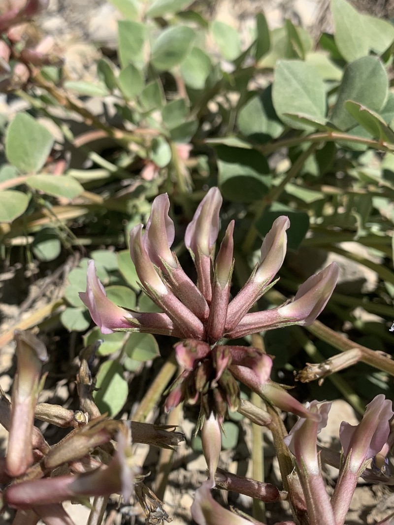 Astragalus gudrunensis photo 2