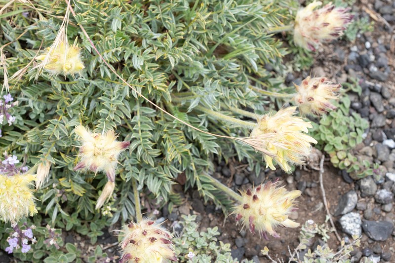 Astragalus gueruenensis