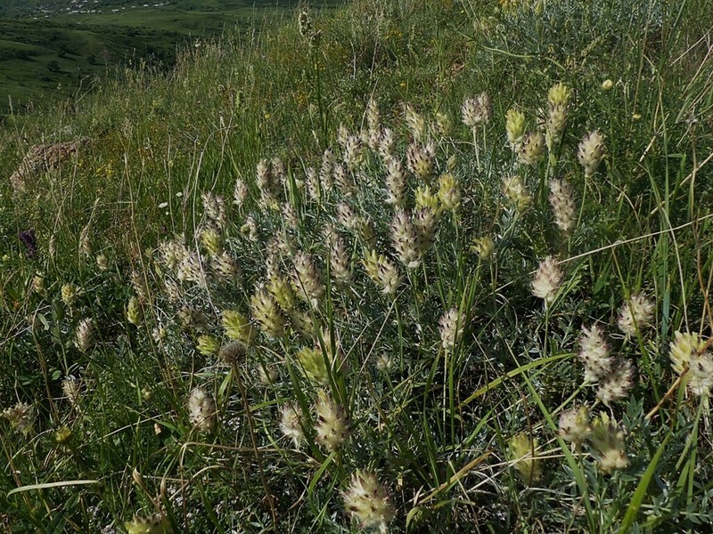 Astragalus gueruenensis photo 2