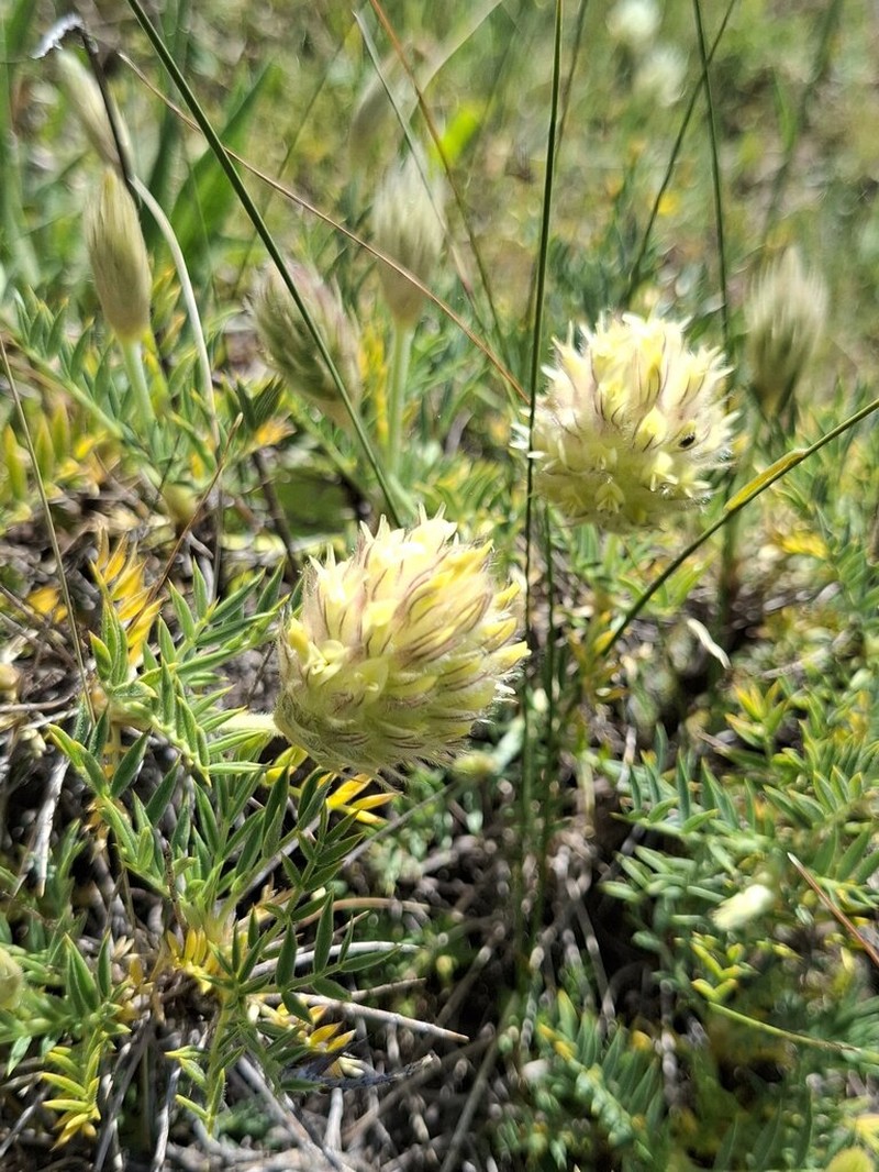 Astragalus gueruenensis photo 3