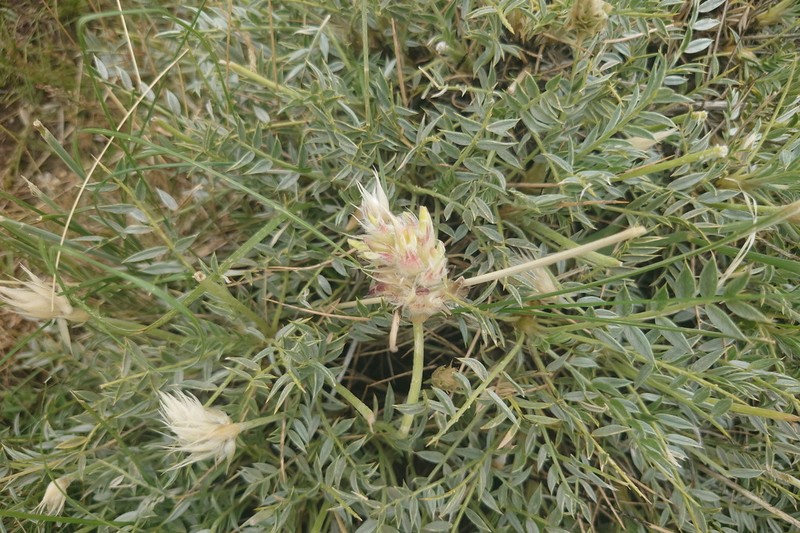 Astragalus gueruenensis photo 4