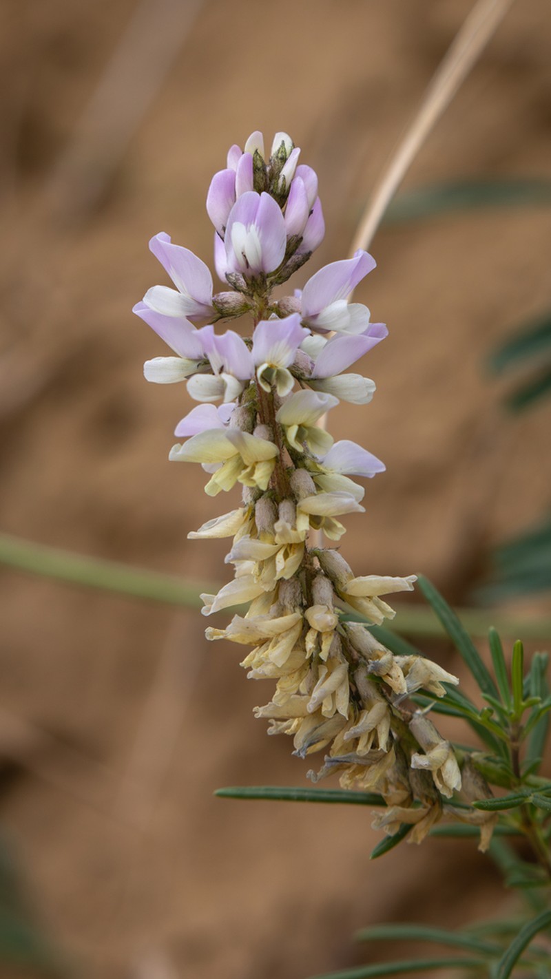 Astragalus guinanicus