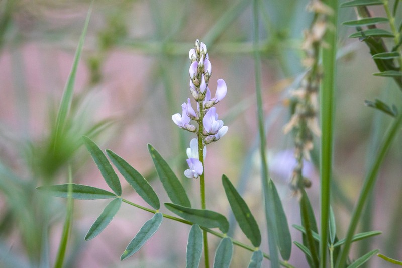 Astragalus guinanicus photo 2