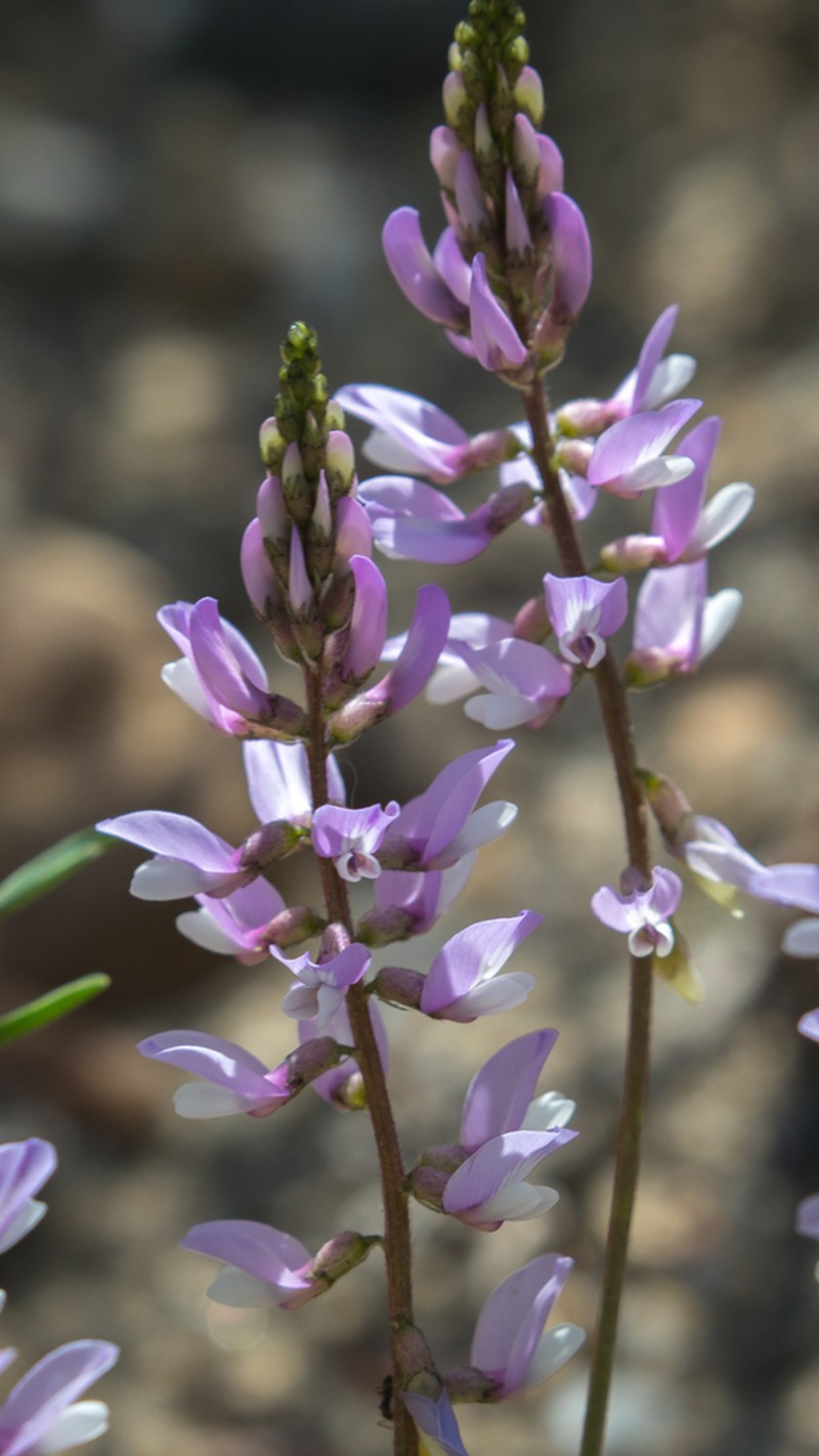 Astragalus guinanicus photo 3