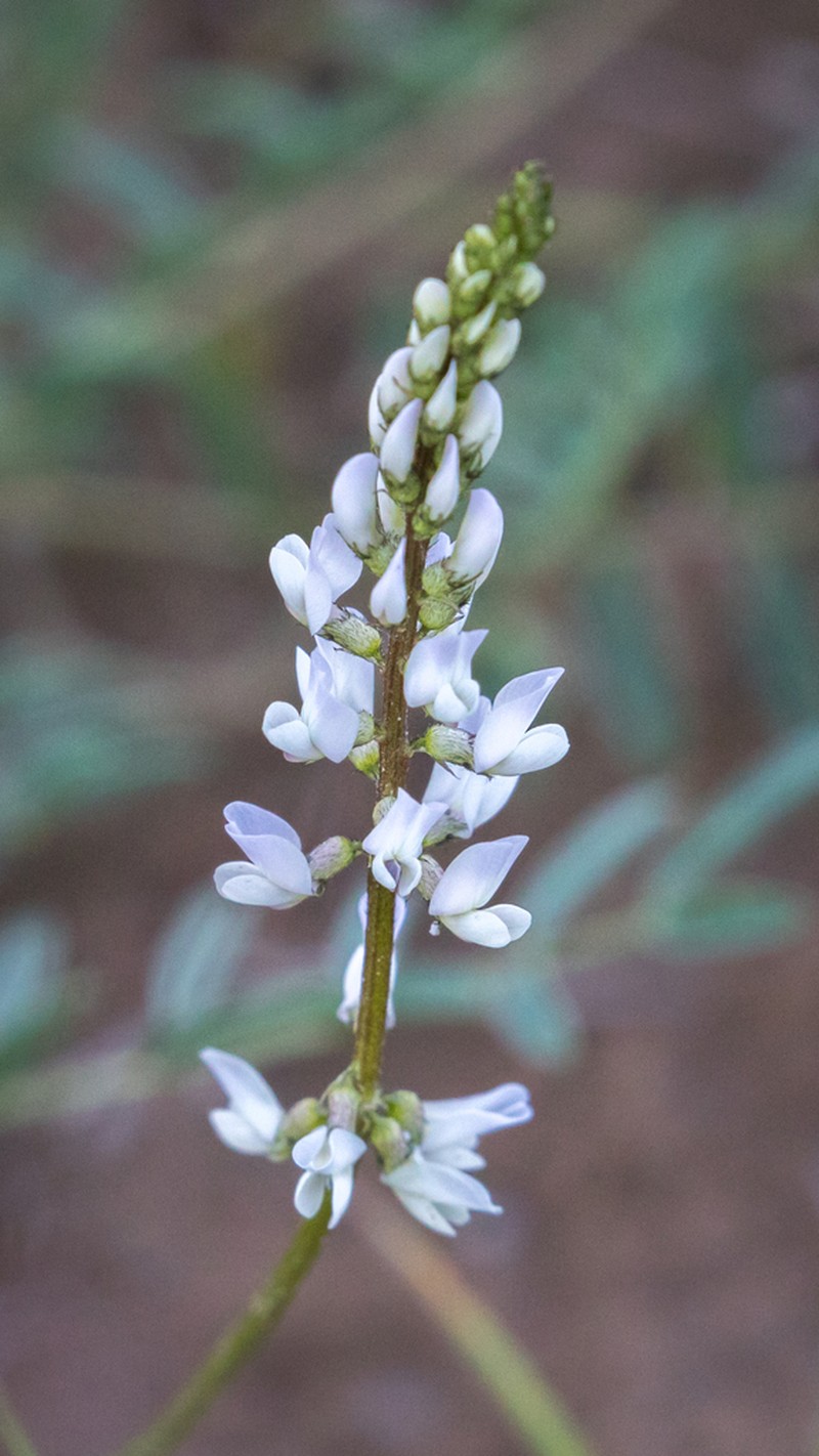 Astragalus guinanicus photo 4