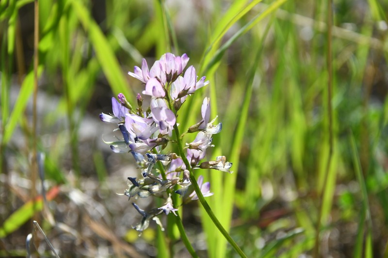 Astragalus gulemiensis