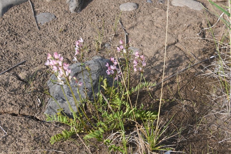 Astragalus gulemiensis photo 2