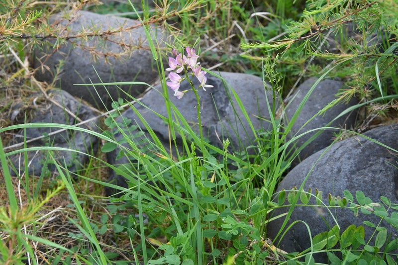Astragalus gulemiensis photo 3
