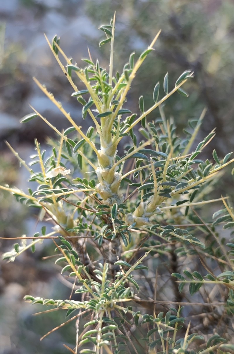 Gum Tragacanth Milkvetch photo 2