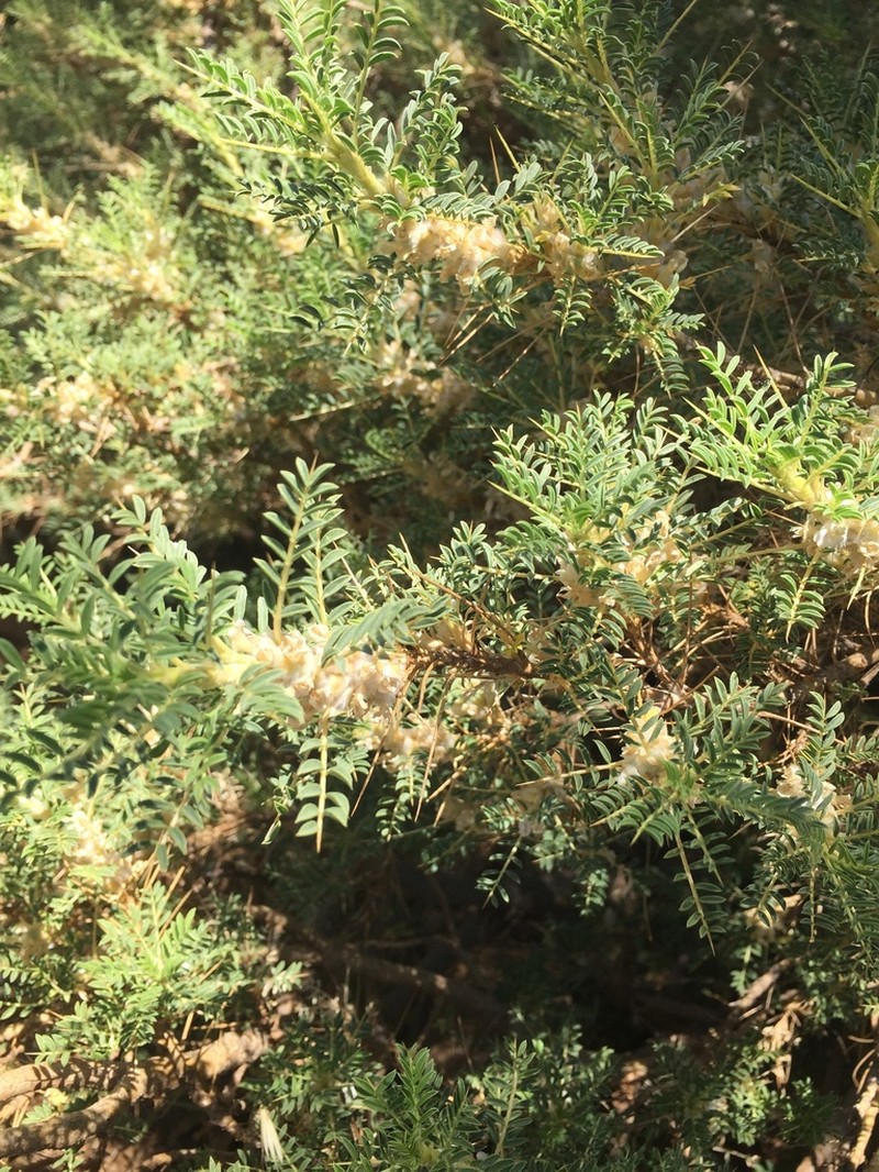 Gum Tragacanth Milkvetch photo 3