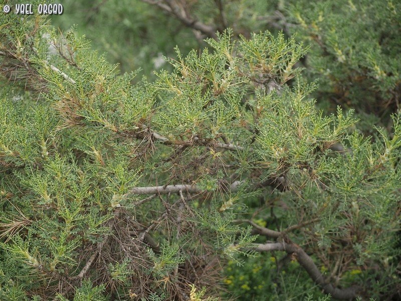Gum Tragacanth Milkvetch photo 4